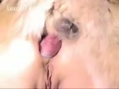 Mutt copulates his master s ass in doggy